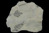 Pennsylvanian Fossil Fern (Neuropteris and Macroneuropteris) Plate #181363-1